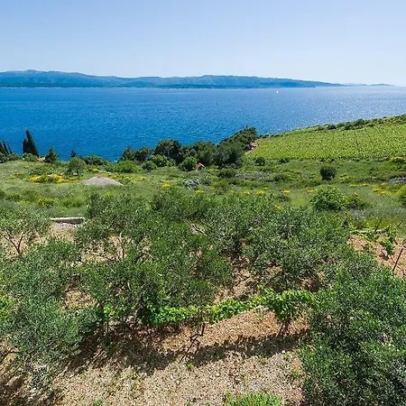 Vineyard - * Murvica (Brac)