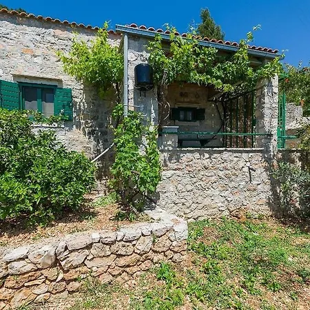 Vineyard - *