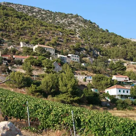 Vineyard -