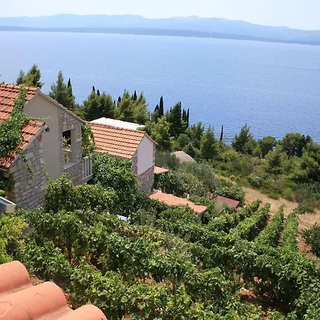 Vineyard - * Murvica (Brac)